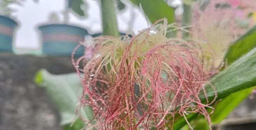 没有雄花授粉的雌花怎么处理好