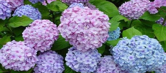 绣球花苗买回来怎么种植最好
