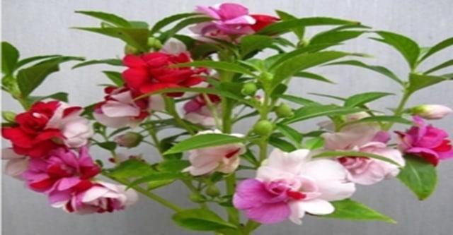 凤仙花盆栽养殖方法是怎么样的