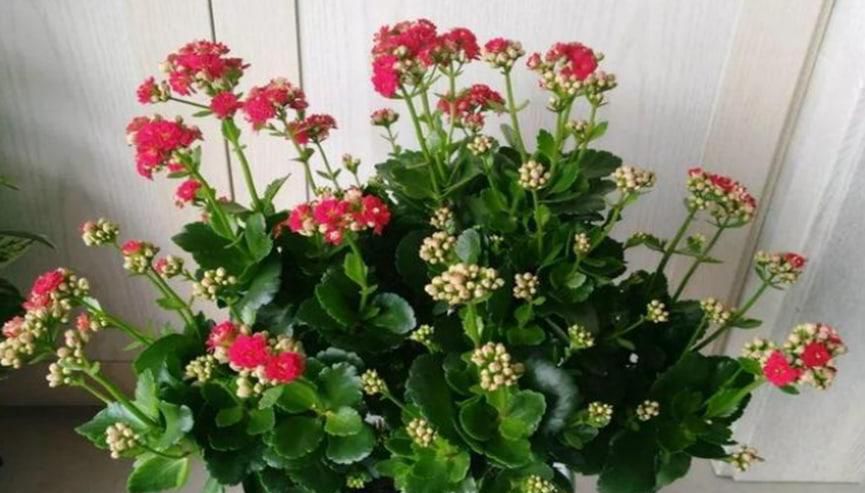 常寿花夏天怎样养护较好