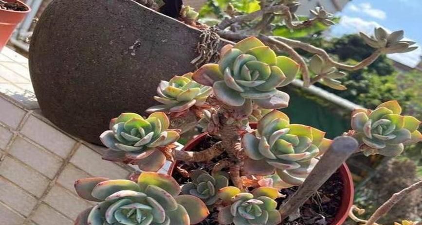白凤怎么养才会长的茂盛