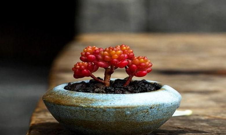 浆果多肉植物怎么养最好