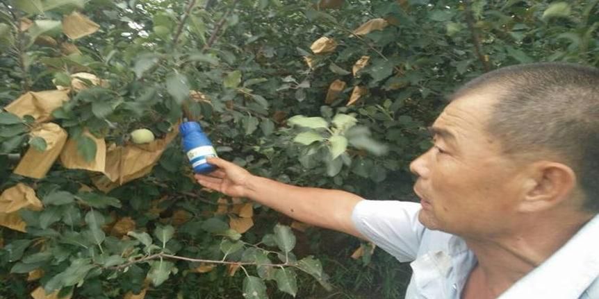 苹果树浇水最好时间