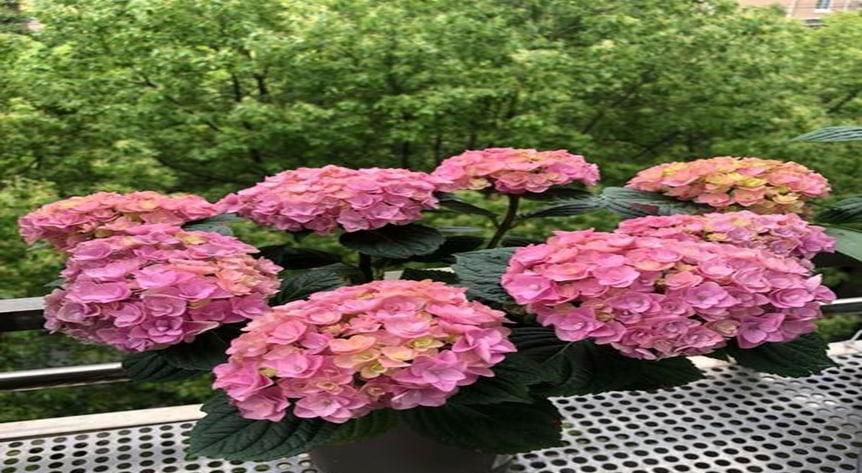 绣球夏季怎么养合适