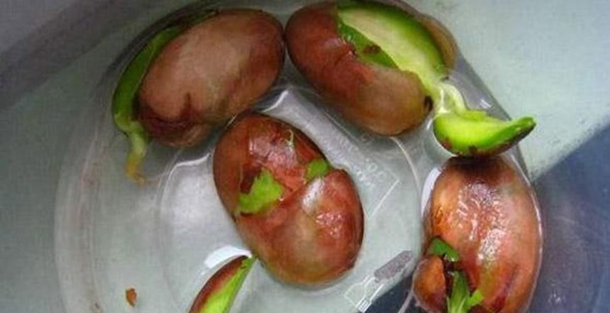 菠萝蜜核怎么发芽呢