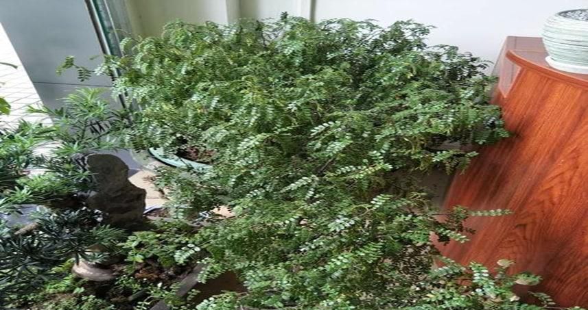 清香木种植方法怎么样