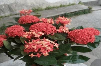 龙船花开完花以后要怎么修剪好