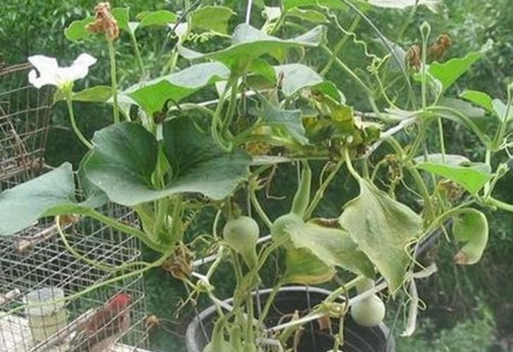 盆栽手捻葫芦种植时间和方法是怎么样的