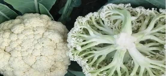生花菜怎么储藏的时间长