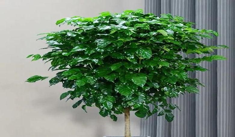 夏季怎么养护幸福树