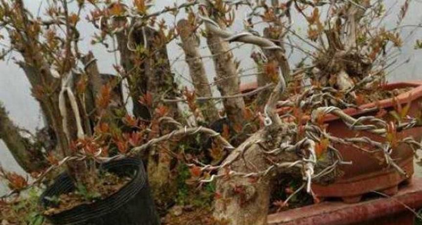 石榴树移栽后不发芽原因和处理方法