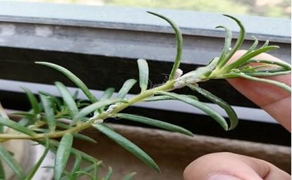 太阳花上的白色虫子有什么办法去除