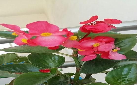 怎样养植海棠