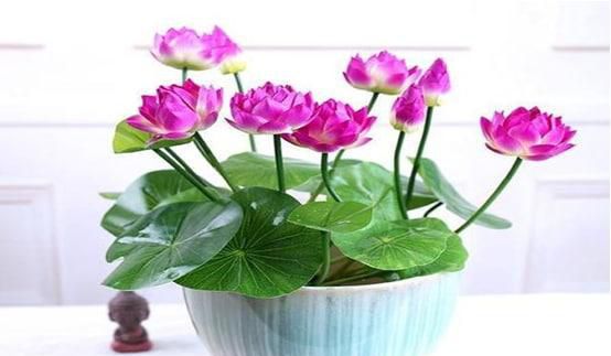 如何栽种荷花