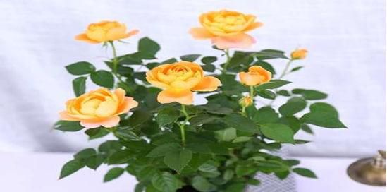 欧月月季花的养殖方法是怎么样的