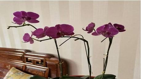 蝴蝶兰开完花怎么养比较好