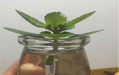 花骨朵插在水里怎么办