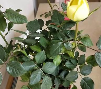 玫瑰花叶子发黄了怎么办