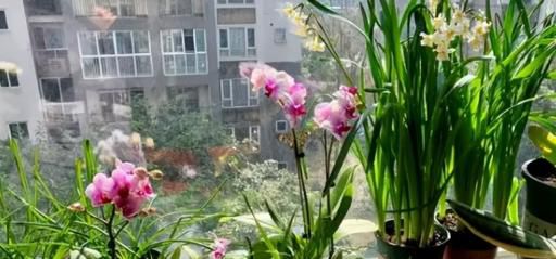 养花要注意什么