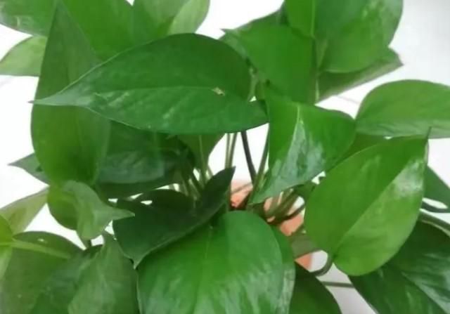 绿萝多久浇水一次