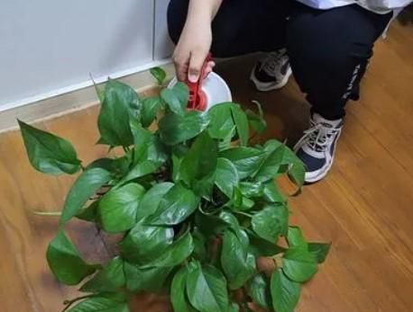 为什么绿萝出现烂根
