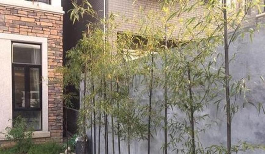 种植柱子需要注意哪些事项
