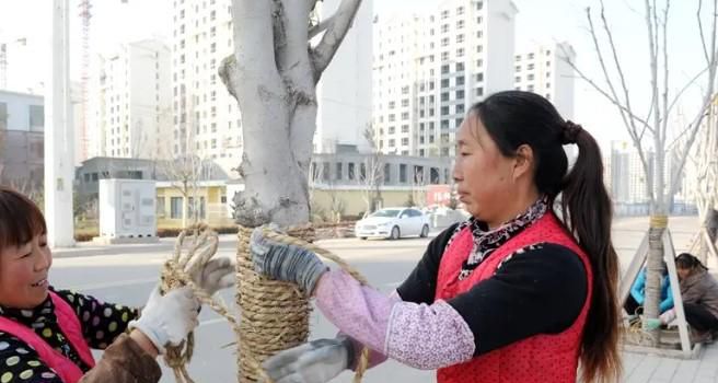 花草树木怎么过冬