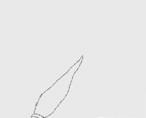 素描大白菜简笔画