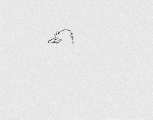 简笔画之鸵鸟