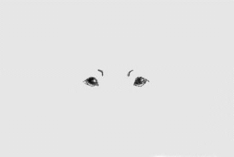 简笔绘画狗头的画法