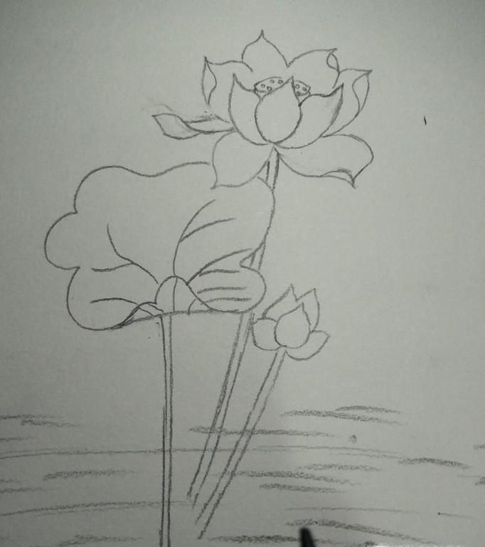 小学生莲花的画法