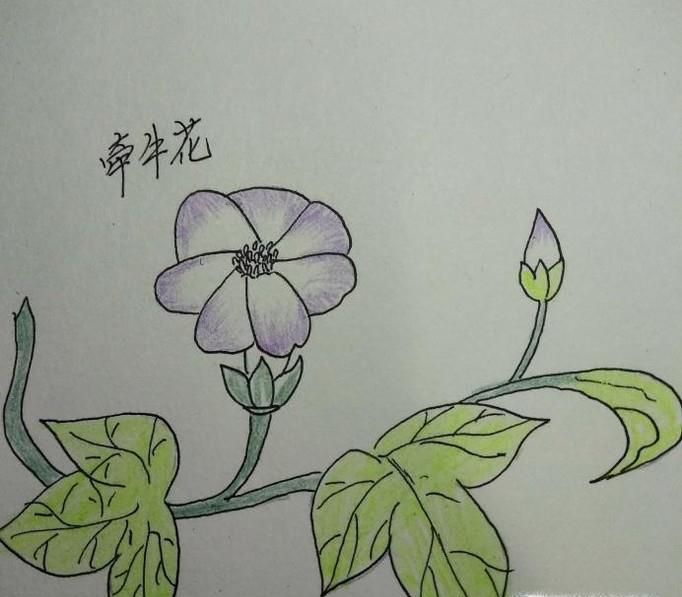 简笔画-喇叭花的画法