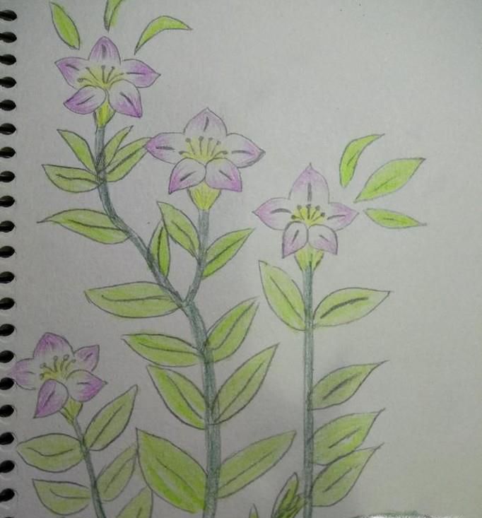 简笔画-百合花的画法