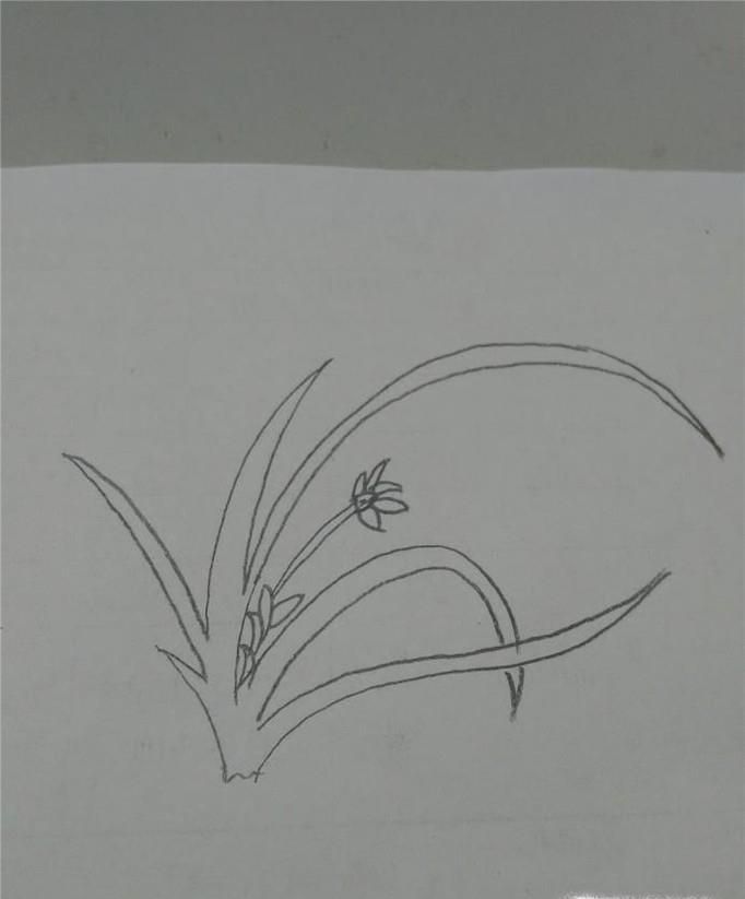 多妈简笔画简单的兰花的画法