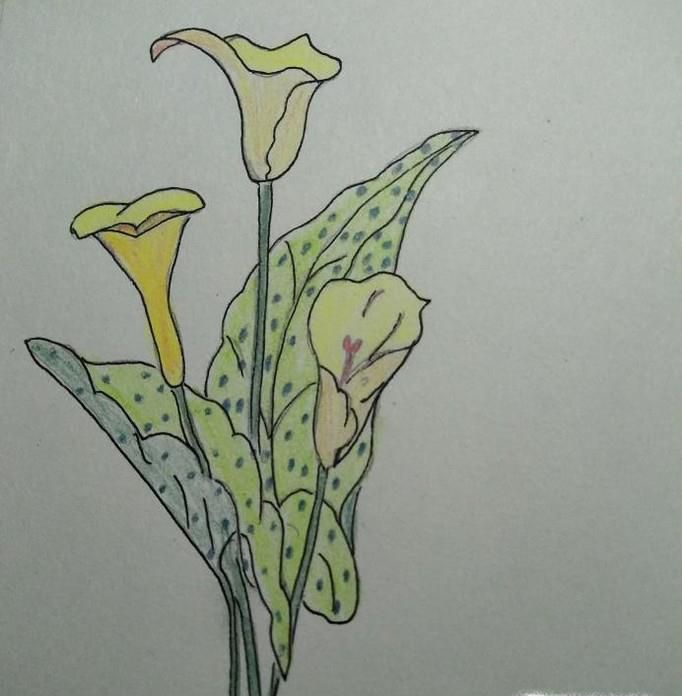 简笔画野花的画法