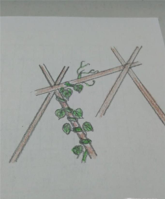 如何画向上爬的藤蔓