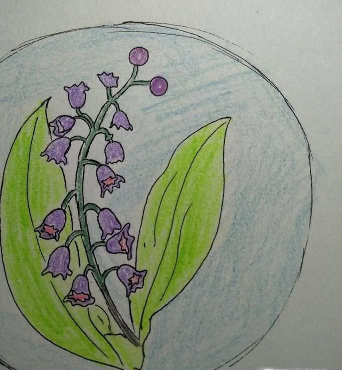 简笔画-铃花的画法