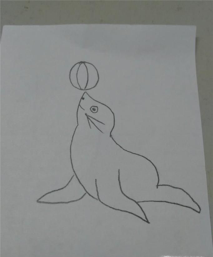 教你画简笔画 海豹