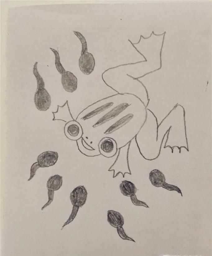 简笔画之小蝌蚪找妈妈