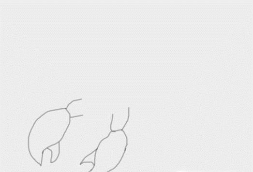 多妈简笔画龙虾的画法