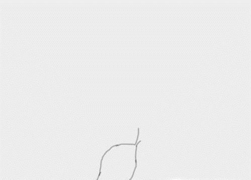 简笔画月季花的画法