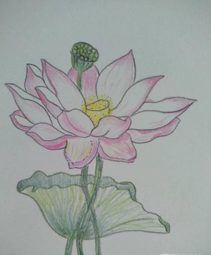 如何画完全盛开的荷花