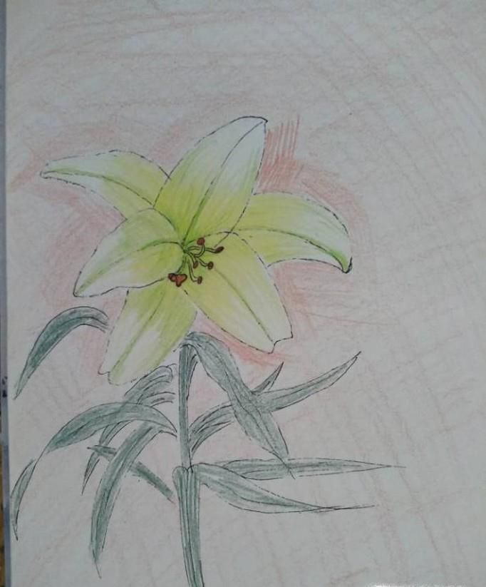 如何画漂亮的简笔百合花