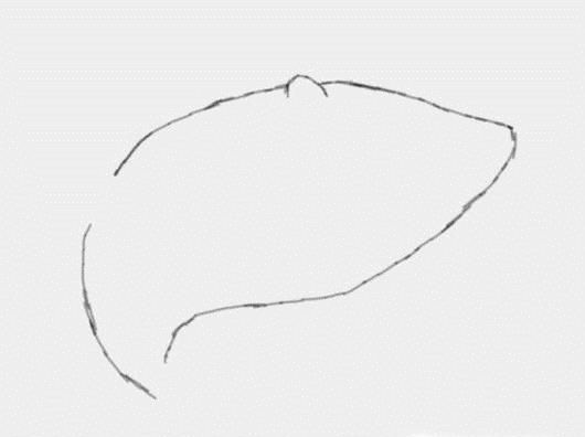 多妈简笔画简单的大鲨鱼画法