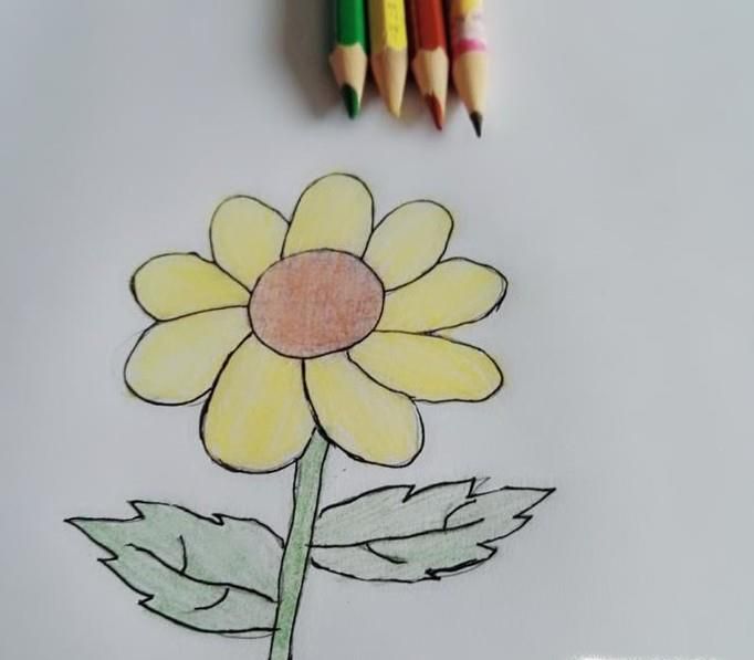 植物简笔画如何画