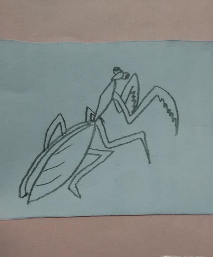 简笔画螳螂怎么画