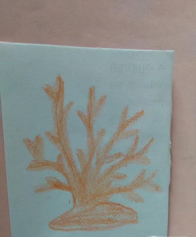 珊瑚简笔画怎么画