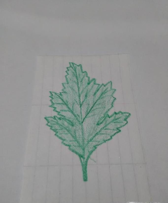 菊花的叶子怎么画