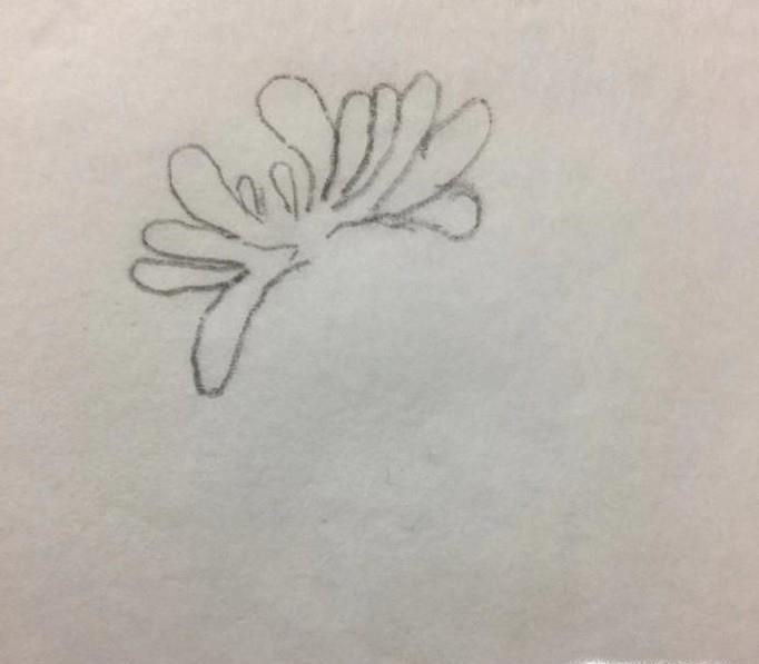 花的画法——菊花的画法
