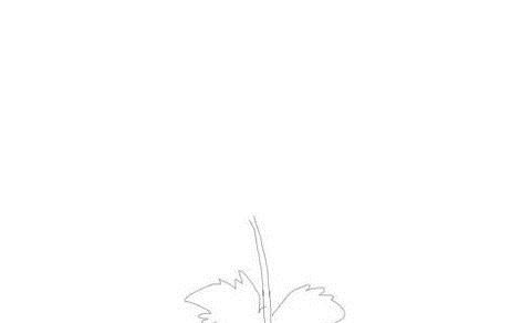重阳节菊花的简笔画法